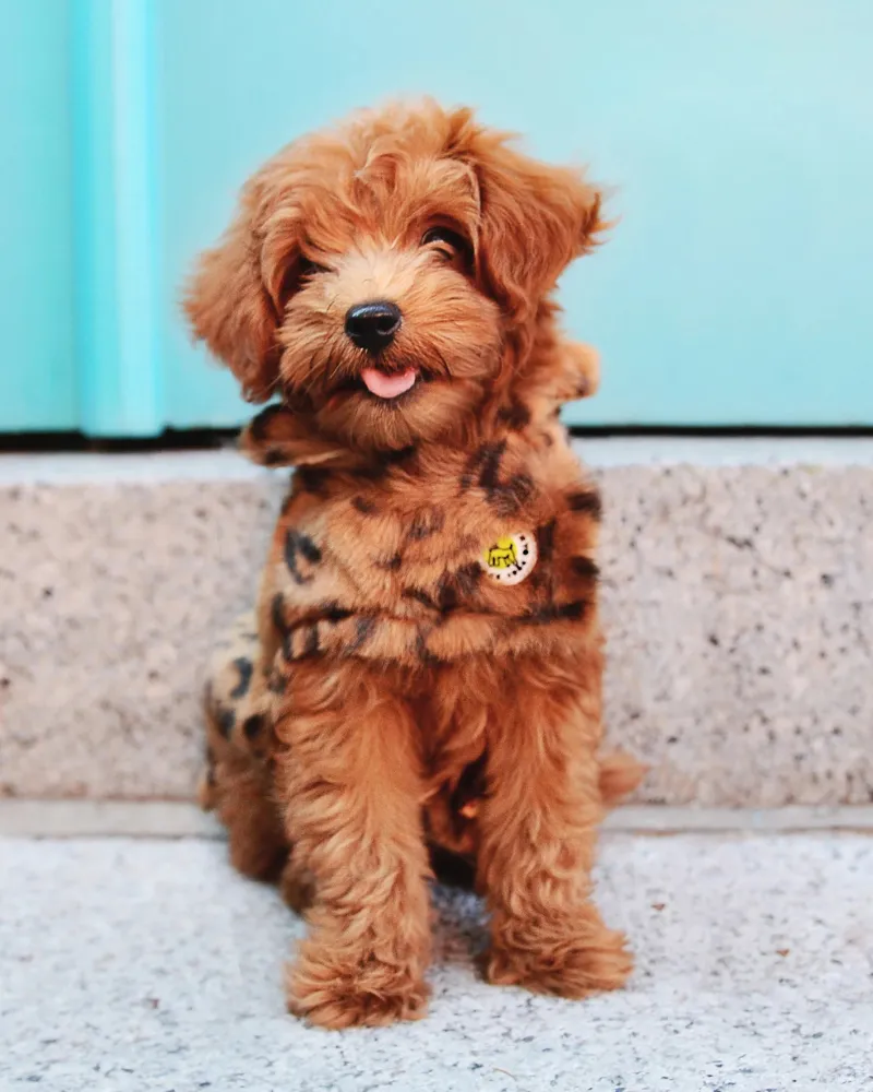 Luxe Leopard Faux Fur Dog Jacket (FINAL SALE)